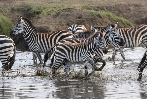 Zebras walking in low lying water.