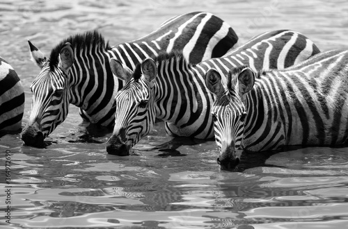 Zebras waist deep in water drinking.