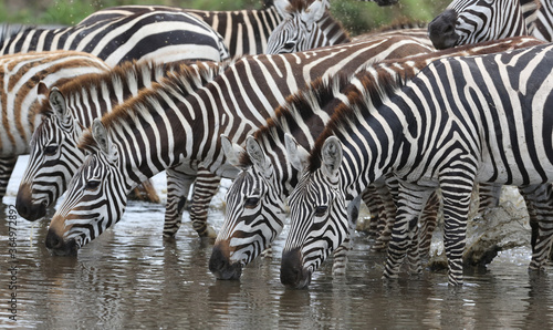 Zebras drinking