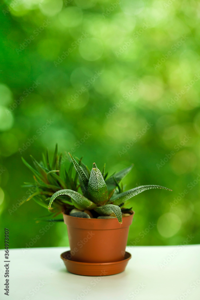 Haworthia limifolia house plant in the pot on a green bokeh background. Haworthia limifolia house plant in the pot on a green bokeh background.