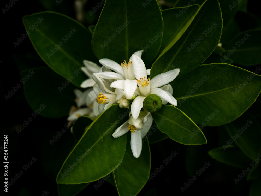 Obraz premium Bouquet of Pomelo Flowers Blooming