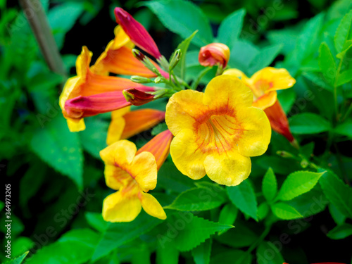 Bunch of Yellow and Red Trumpet-Flowers Blooming