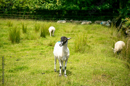 放牧されている子羊