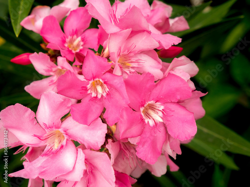 Bouquet of Pink Oleander Flowers Blooming in The Garden photo