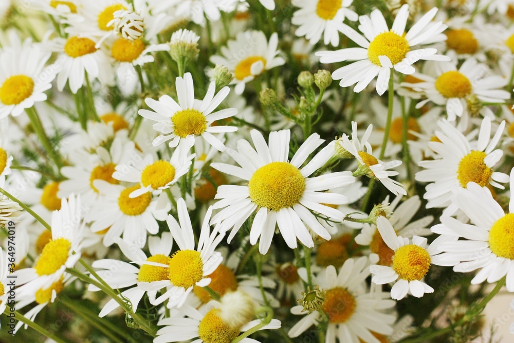 Beautiful bouquet of white daisies close up