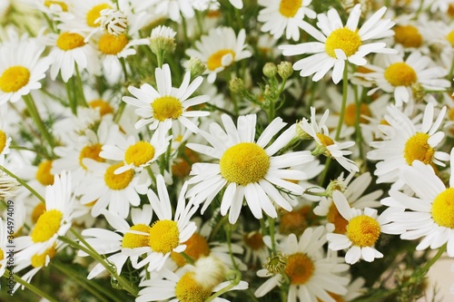 Beautiful bouquet of white daisies close up