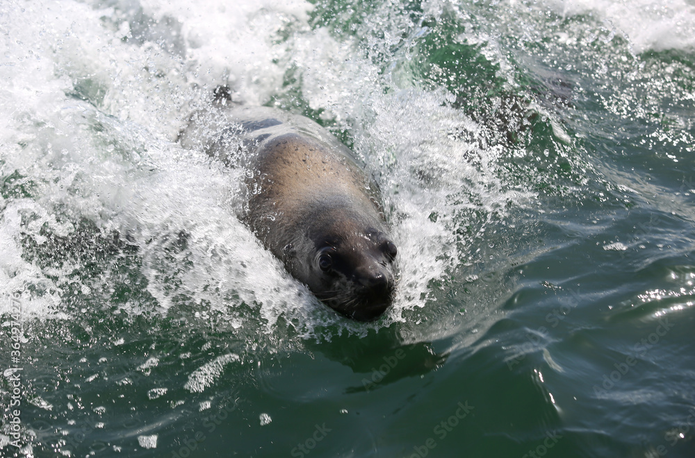 Obraz premium Seal swimming in the wake of the boat.