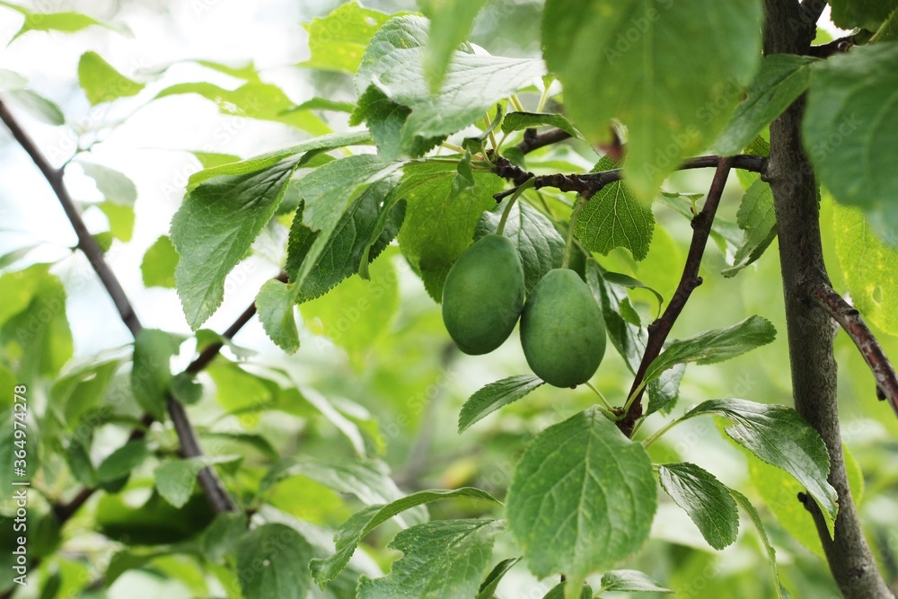 Green plums on a tree in the summer garden