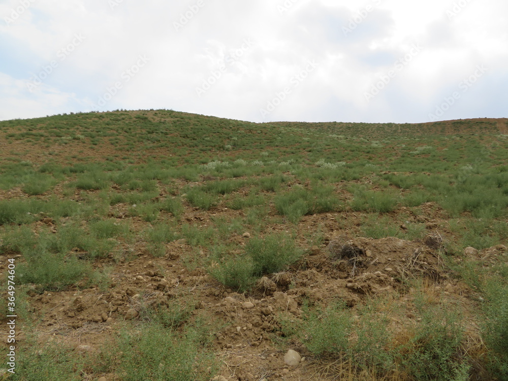 Obraz premium 甘草