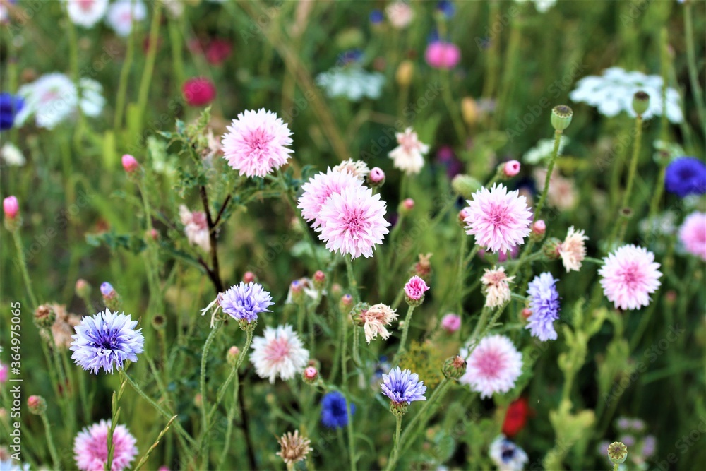 Mixed coloured cornflowers in a flower bed Mixed coloured cornflowers in a flower bed
