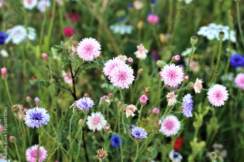 Mixed coloured cornflowers in a flower bed