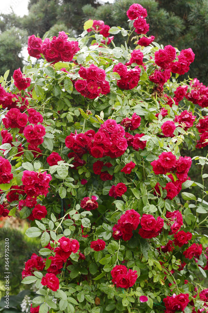  formal garden with red wattled rose on country house background