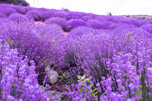 Stunning view with a beautiful lavender field provance. Lavender purple flowers at field