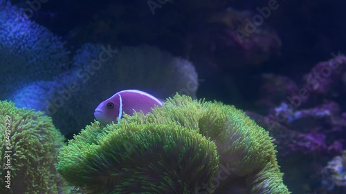 Coral Anemone Fish among the tentacles of a Sebae Anemone. Underwater 4K video photo