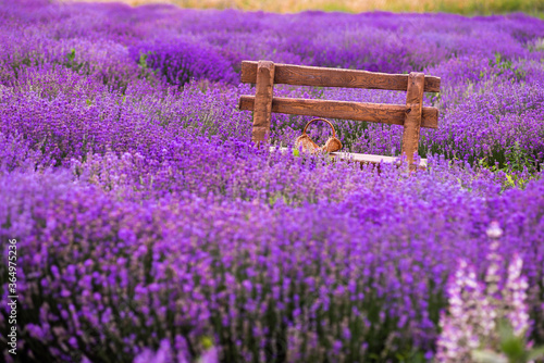 Early morning in a Provence's lavender field with a lone bench