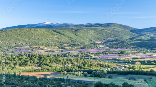 Paysage de lavande dans le Luberon photo