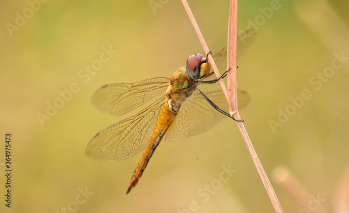 Close up detail of dragonfly. dragonfly image is wild with blur background. Dragonfly isolated.