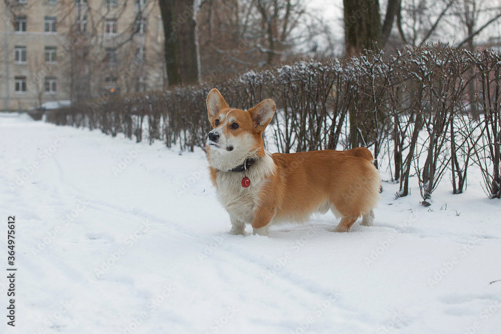 Dog in a winter park