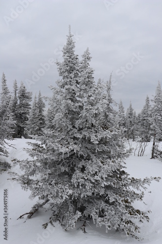 Christmas trees covered in ice crystals on a cloudy day. © Дмитрий Дмитриев