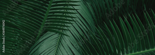 tropical green palm leaf and shadow, abstract natural background, dark tone