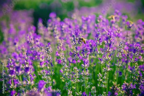 Lavender field in a summer day
