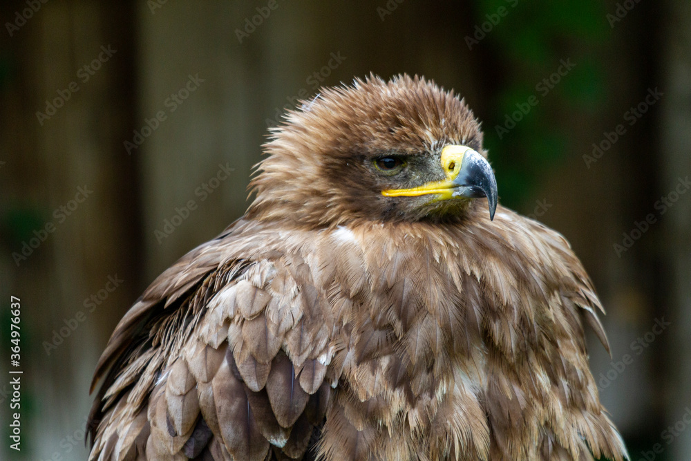 Steppenadler - Aquila rapax nipalensis Steppenadler - Aquila rapax nipalensis