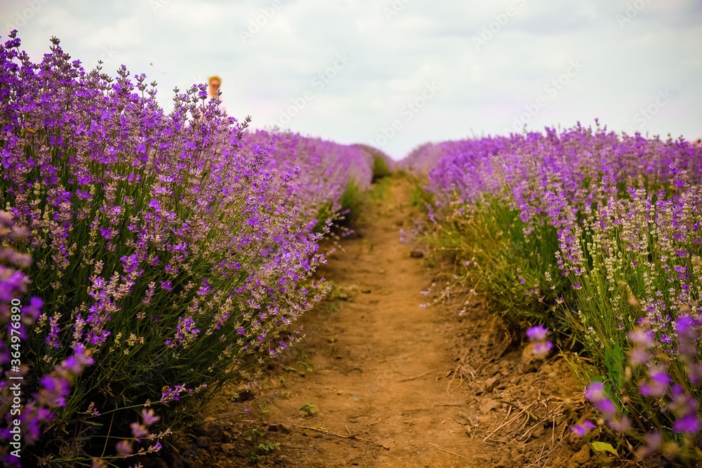Obraz premium Lavender field in a summer day