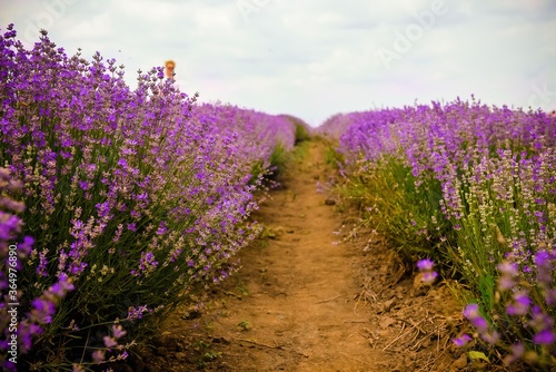 Lavender field in a summer day