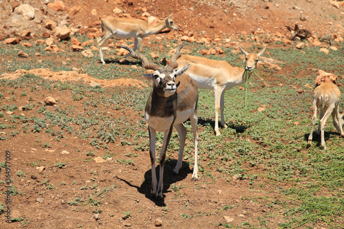 Antilopes run around and look for food. Safari zoo is the best and safety place. Spain, Mallorca