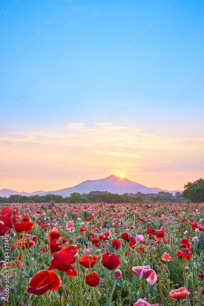 夜明けの筑波山とポピー畑と太陽の風景