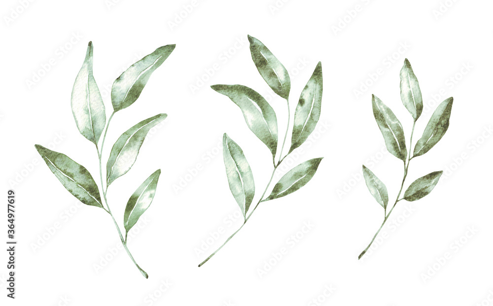 Beautiful green leaf watercolor illustration. Hand-painted leaves. Isolated on white background. High resolution. Best for digital scrapbooking, wedding invitation, birthday cards, trendy design