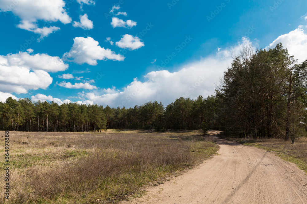Belorussian nature. Forest, early spring. Clouds on a blue sky above the forest. Pine trees, earth, blue sky, clouds, sun. Belorussian nature. Forest, early spring. Clouds on a blue sky above the forest. Pine trees, earth, blue sky, clouds, sun.