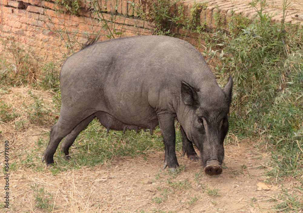 wild boar female grazing wild boar female grazing