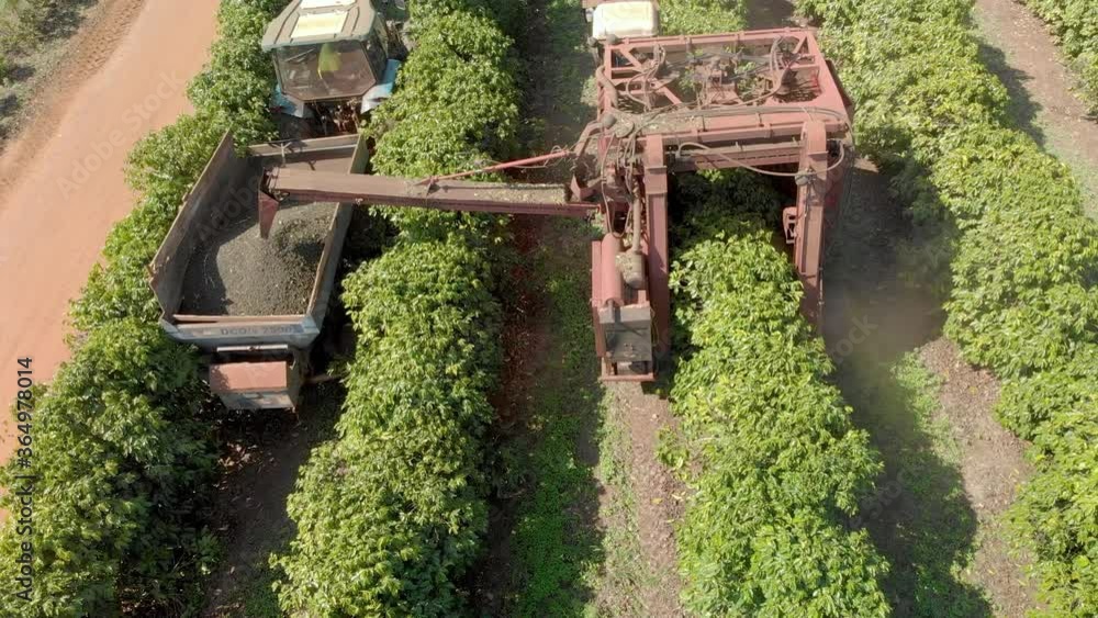 Agricultural tractor harvesting coffee in Brazil plantation Agricultural tractor harvesting coffee in Brazil plantation