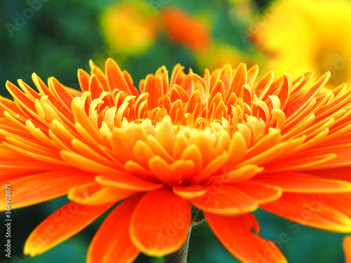 Colorful chrysanthemum blooming in the garden