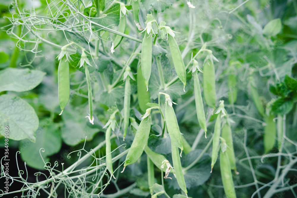 Obraz premium green pea growing in a backyard. vegetables growing in a garden. farming and agriculture concept. countryside garden. vegetarian food growing, green peas as healthy meal ingredient. eco and bio farm.