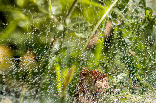 Spiders webiders web glistening with water droplets after the rain