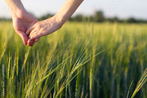 A man s hand and a woman s hand together in a field of wheat. Harvest  way of life  the concept of family