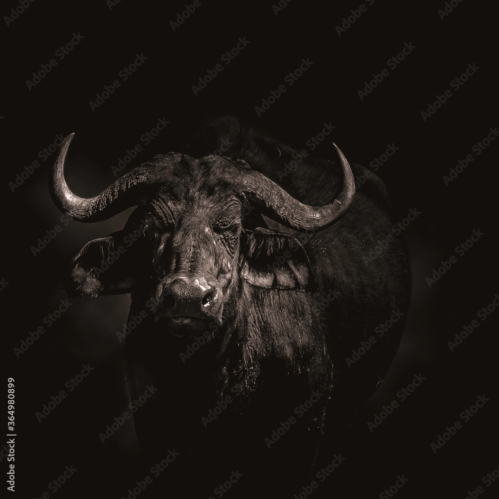 Close up of a buffalo