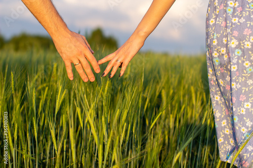 A man's hand and a woman's hand together in a field of wheat. Harvest, way of life, the concept of family