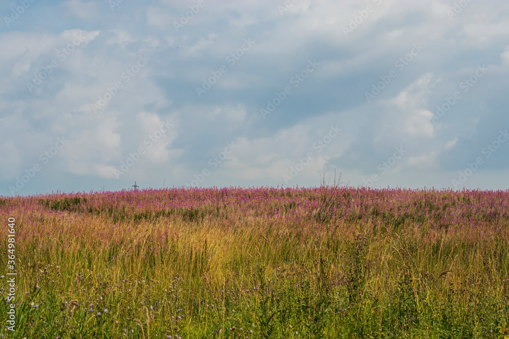 Fireweed Ivan-tea blooms on a field in Russia in Siberia. Beautiful landscape with blue clouds and green grass in July.