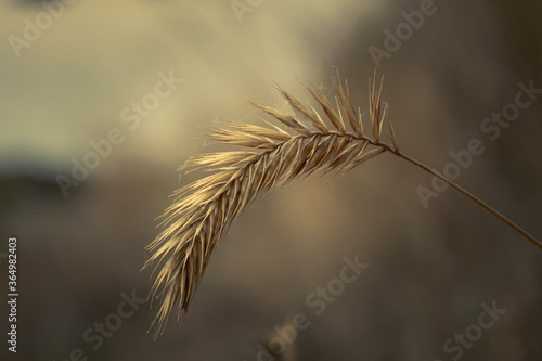 ears of wheat