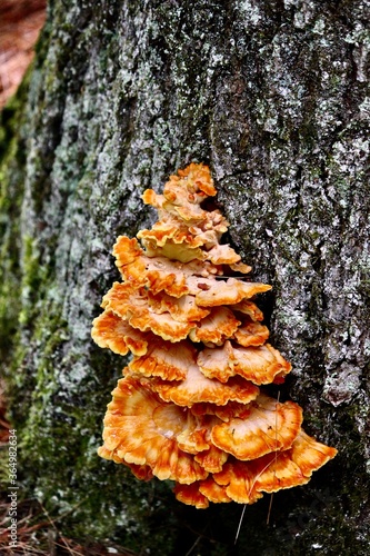 Fungus on tree