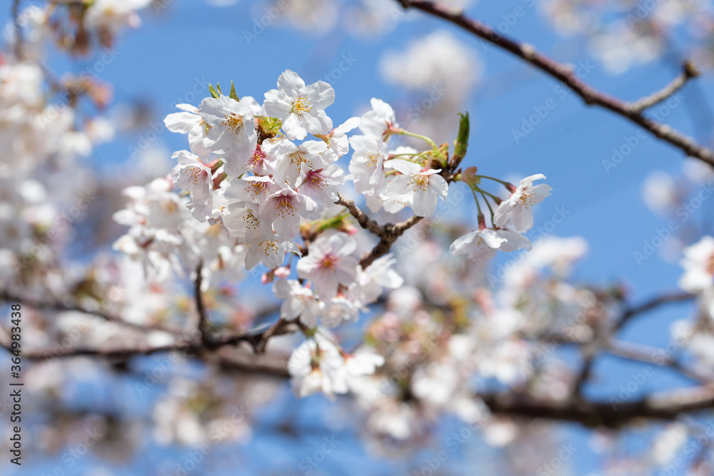 桜 桜