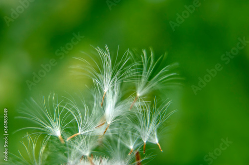 Parachutes / dandelion seeds on a green background / Copy space for text