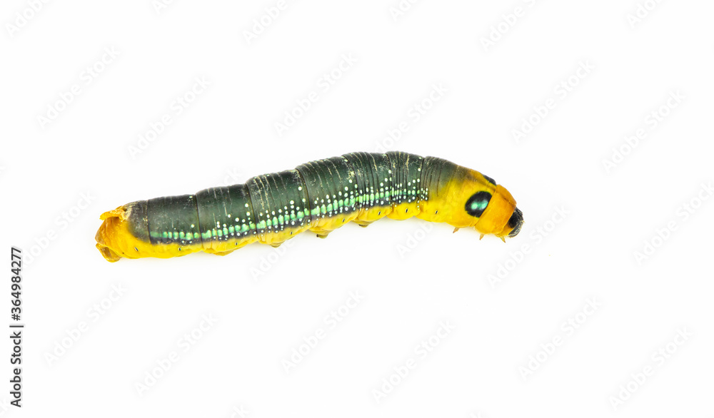 yellow and green worm on white background. yellow and green worm on white background.
