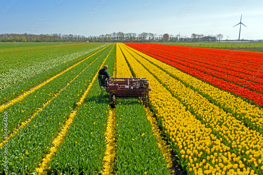 Aerial from topping tulips in the countryside from the Netherlands