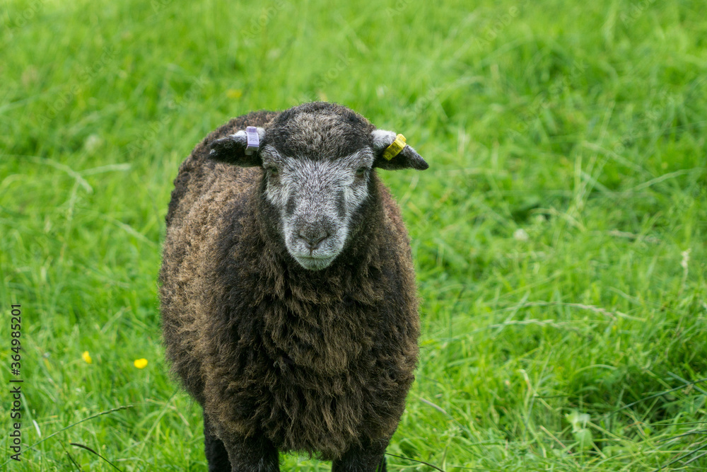 Herdwick Lamb lying down in the heat of a summers day looks straight at the camera Herdwick Lamb lying down in the heat of a summers day looks straight at the camera