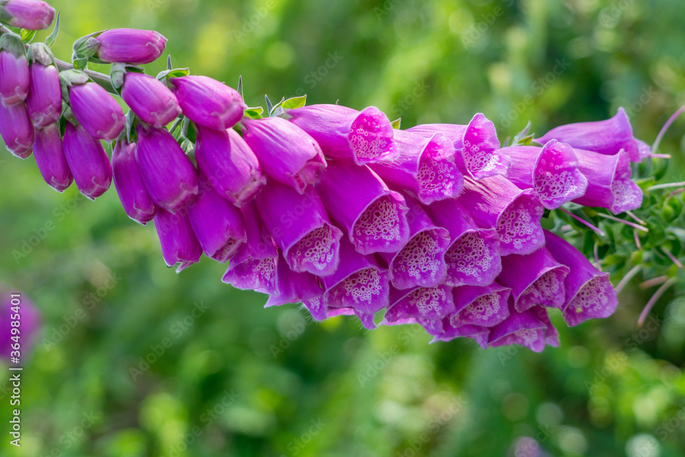 Fox glove flowers bloom in the summer sunshine on moorland near Haworth West Yorkshire Fox glove flowers bloom in the summer sunshine on moorland near Haworth West Yorkshire
