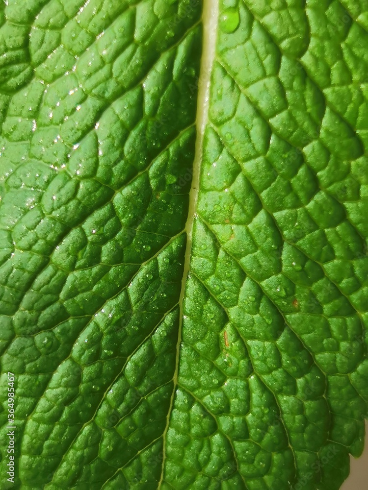green leaf texture green leaf texture